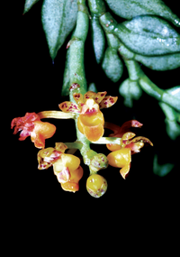 ภาพที่2 Gastrochilus pseudodistichus (King & Pantl.) Schltr.